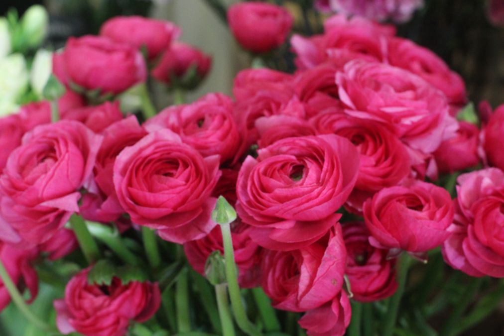 Fleurs Pivoines