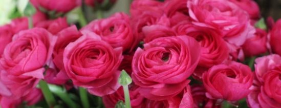 Fleurs Pivoines