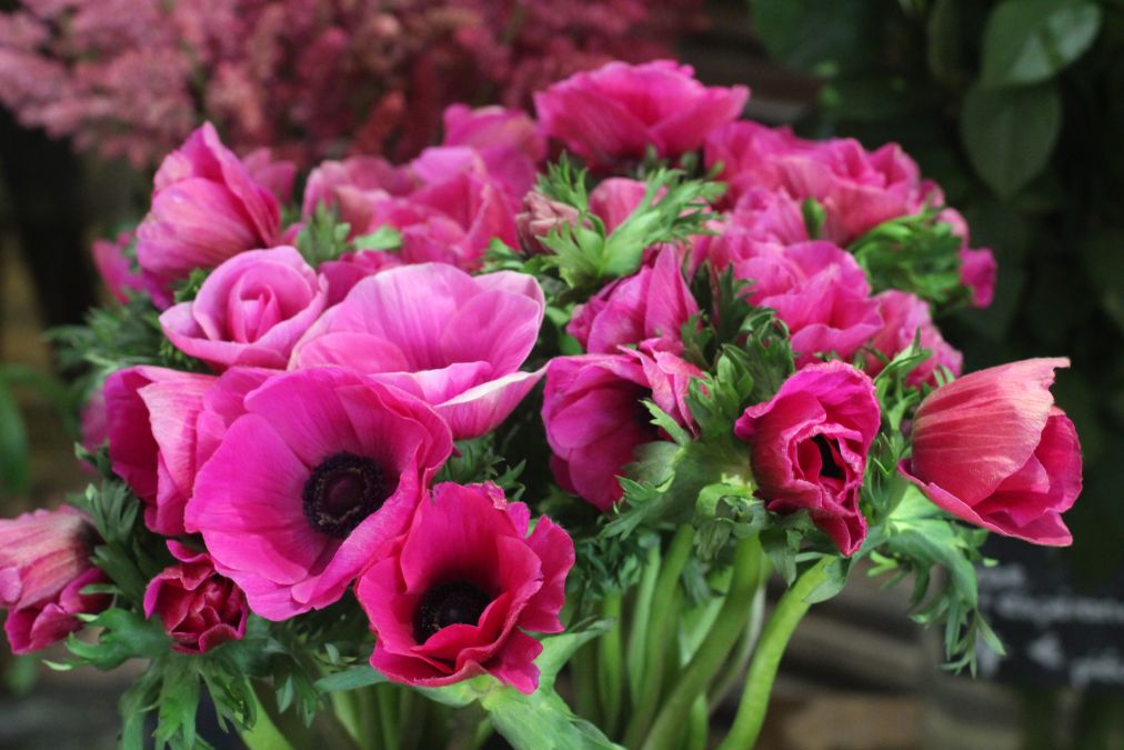 Pivoines