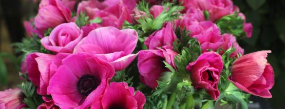 Pivoines