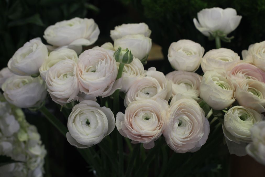 Pivoines blanches