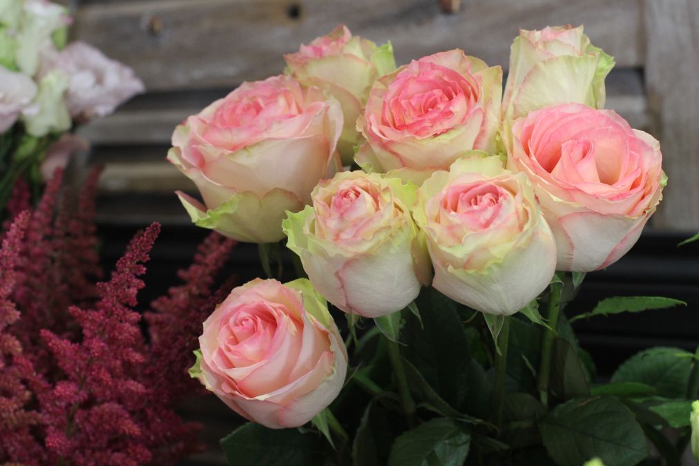 Roses
