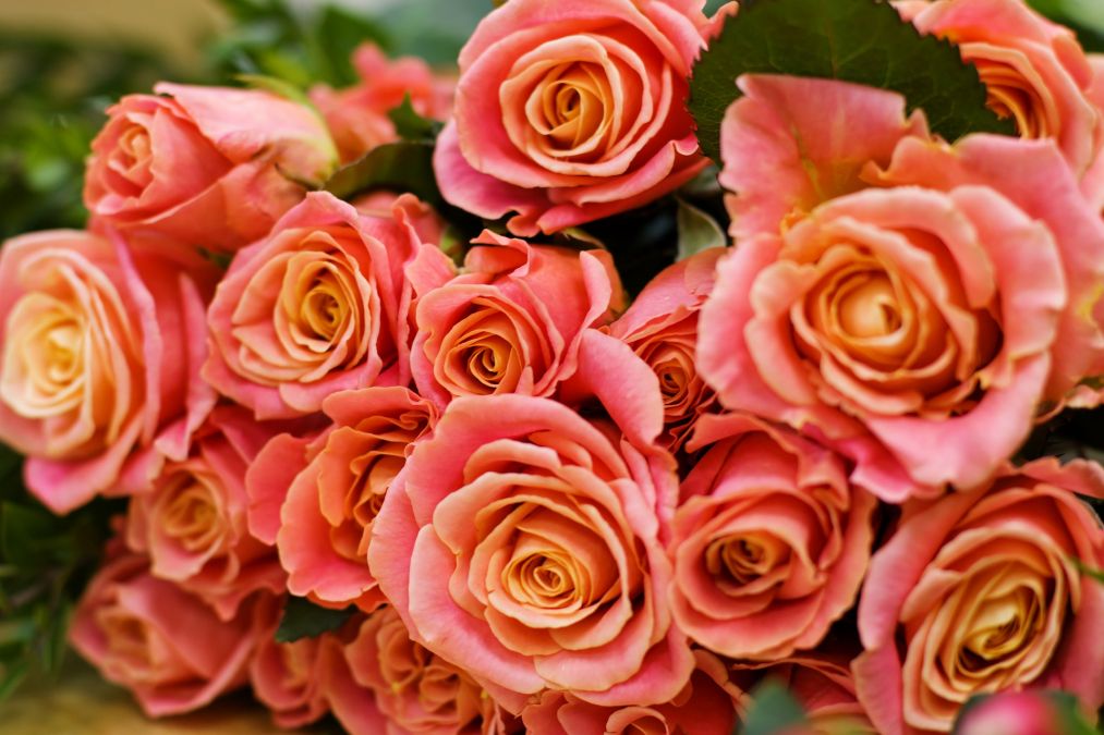 Roses orange